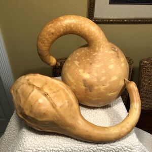 2 Large Decorative Natural Gourds For Decorative Purposes